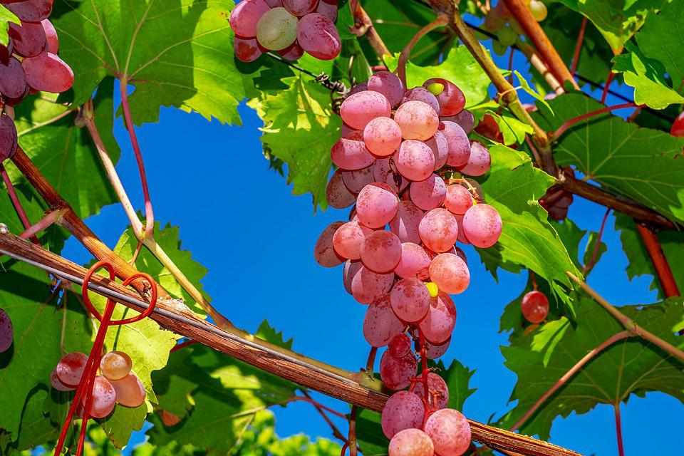 10 причини да ядете повече грозде